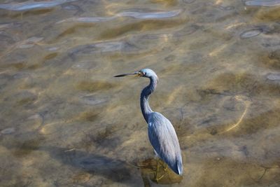 High angle view of gray heron on lake