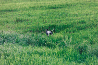 Horse in a field