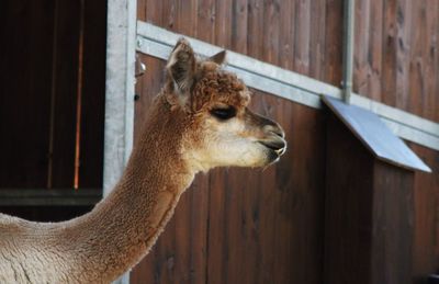 Close-up of an animal pen