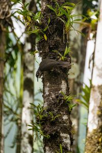 Low angle view of tree trunk