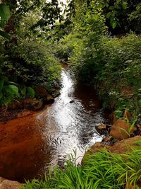 Scenic view of river amidst trees in forest