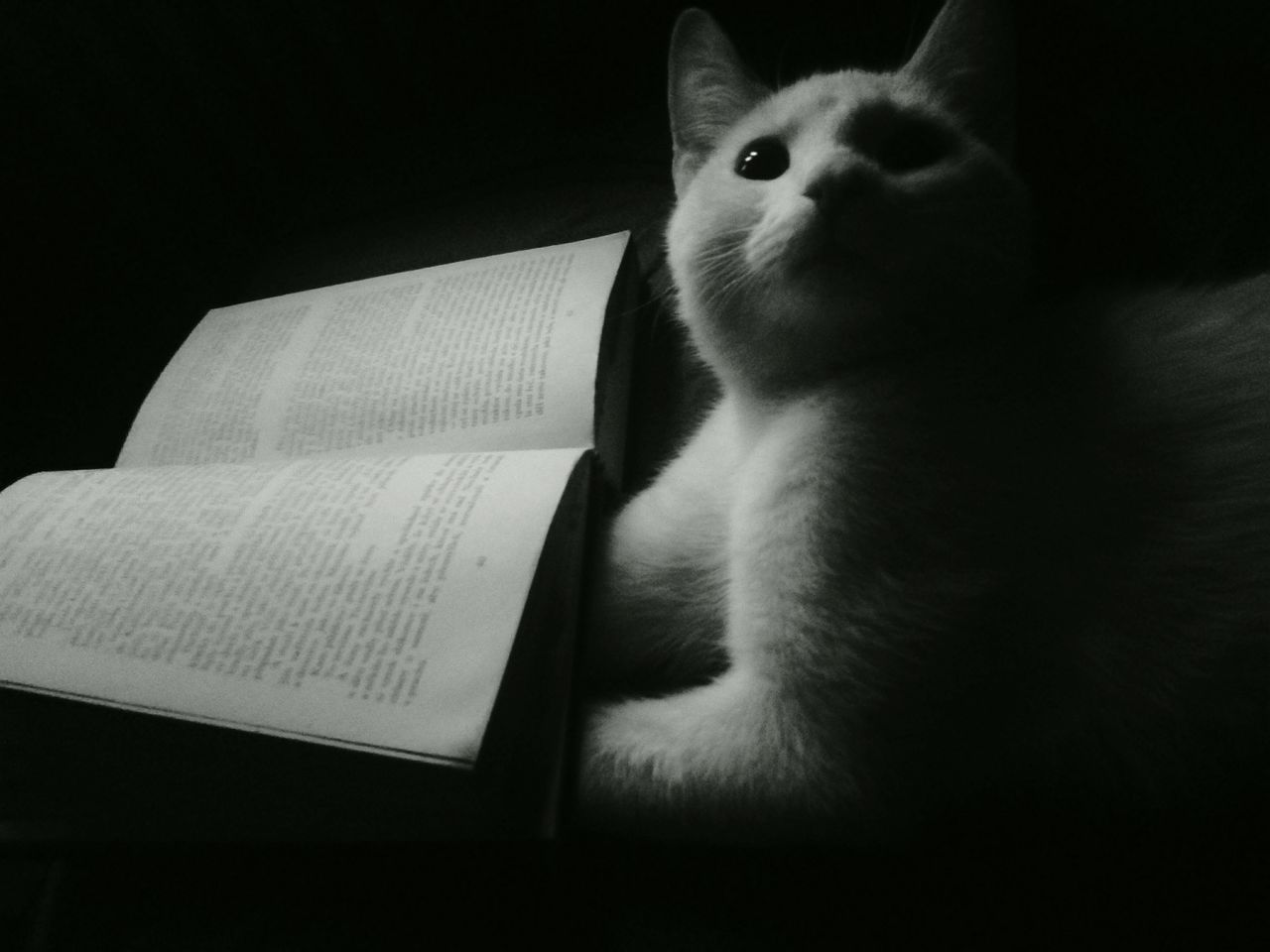 indoors, black background, close-up, no people, pets, mammal, animal themes, day