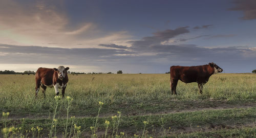 Horses on field against sky during sunset