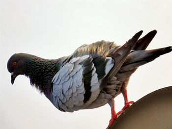 Low angle view of birds perching on tree