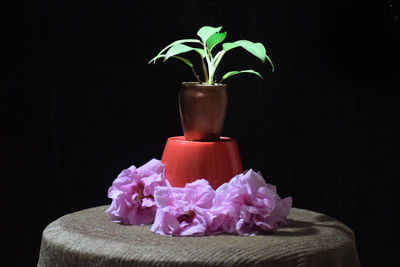 Close-up of pink flower pot against black background