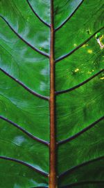 Full frame shot of palm tree leaves