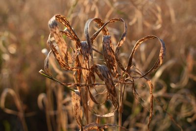 Close-up of plant