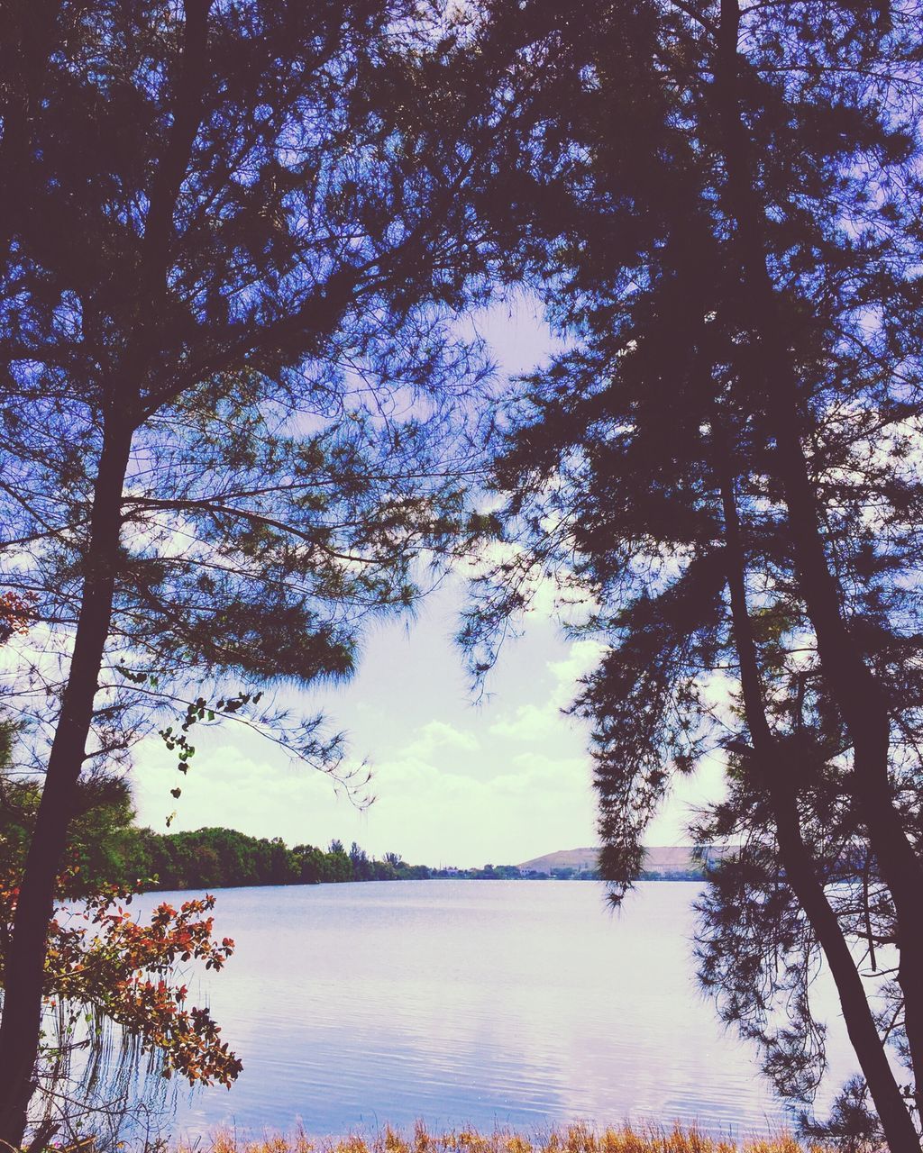 tree, tranquility, water, tranquil scene, scenics, beauty in nature, lake, nature, branch, sky, growth, idyllic, silhouette, reflection, non-urban scene, river, outdoors, no people, calm, tree trunk