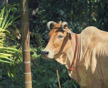 Indian domestic cow