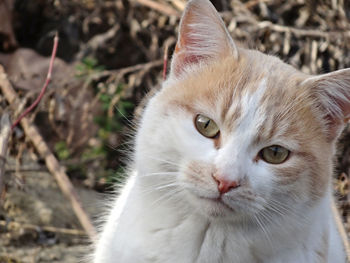 Close-up portrait of cat