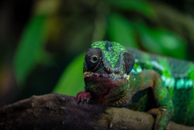 Close-up of a lizard