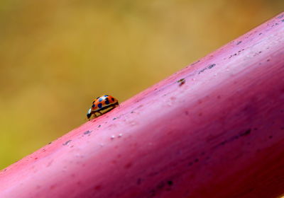 Close-up of ladybug on leaf