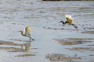 Birds flying over lake