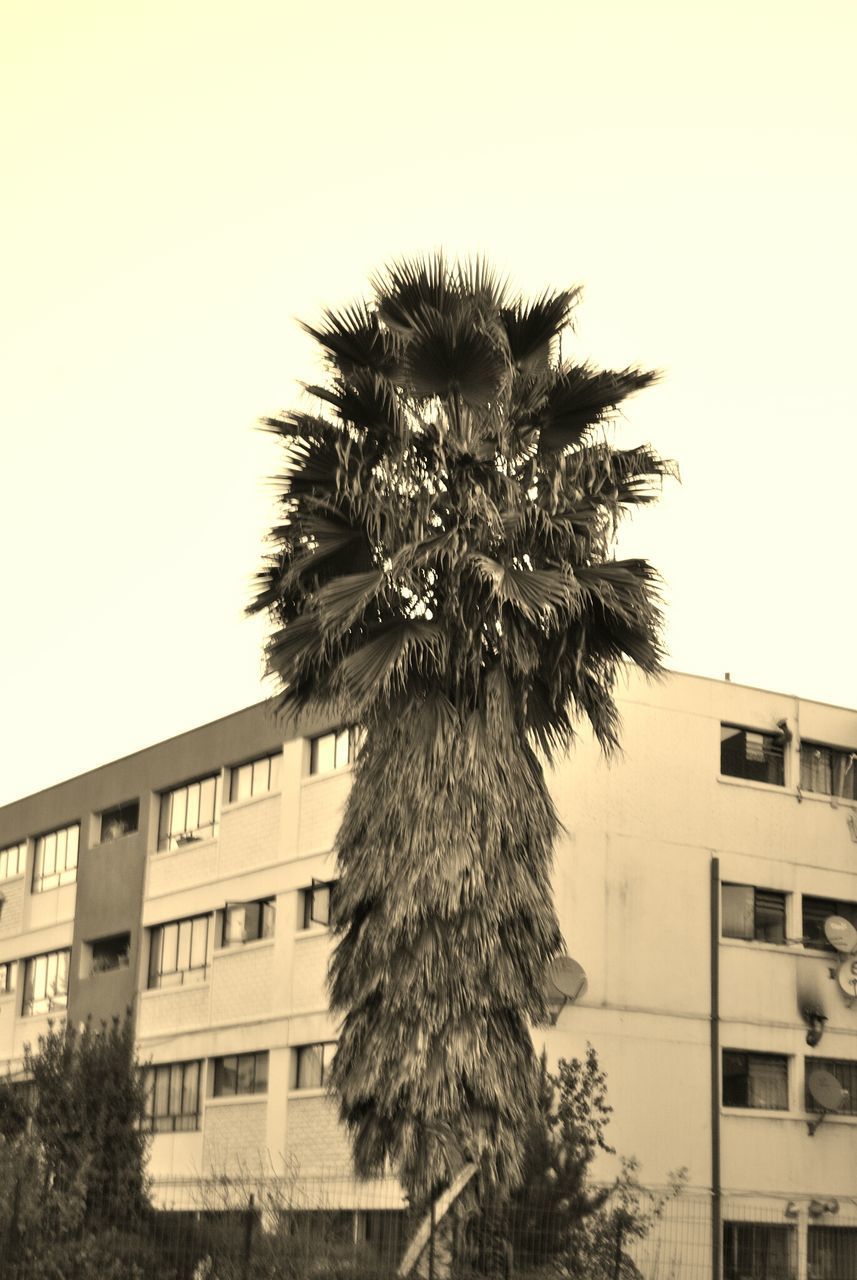 LOW ANGLE VIEW OF PALM TREE AGAINST BUILDING