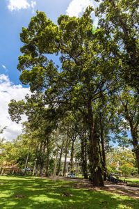 Trees on grassy field