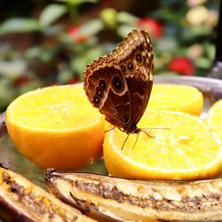 Close-up of orange fruit