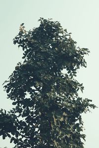 Low angle view of tree against clear sky