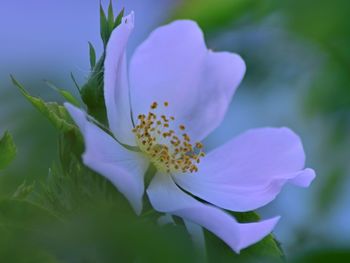 Close-up of a dog rose 