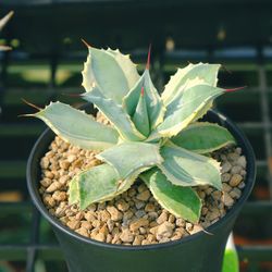 Close-up of succulent plant