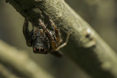 Close-up of insect on branch