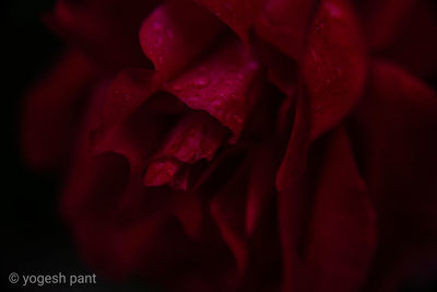 Close-up of red rose