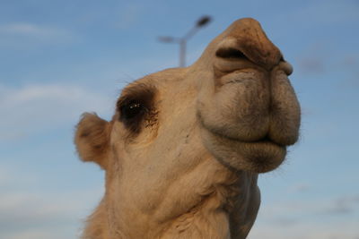 camel