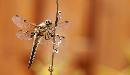 Close-up of dragonfly perching on plant