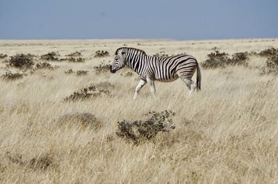 Zebras in a field