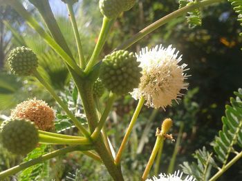 Close-up of dandelion