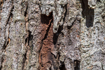 Full frame shot of tree trunk