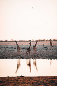 A group of giraffes at a watering hole at sunset in etosha national park, namibia 