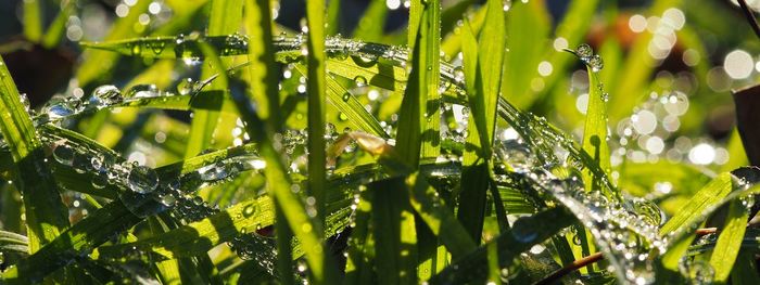 Close-up of fresh green plants in water