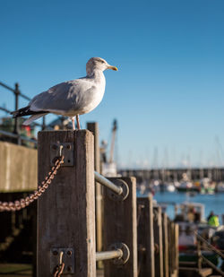 Seagull perching on wooden post