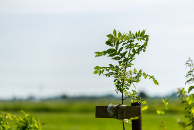 Close-up of plant growing on field against sky