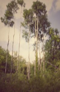 Trees on field against sky