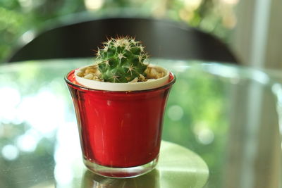 Close-up of potted plant on table