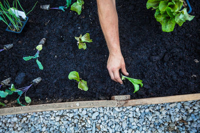 Cropped hand of man playing vegetable in garden