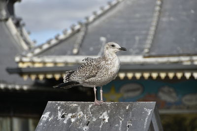 Close-up of seagull perching on roof