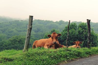 Cows on field against sky