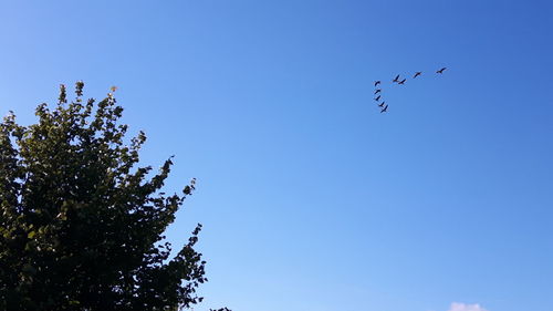 Low angle view of bird flying against clear blue sky