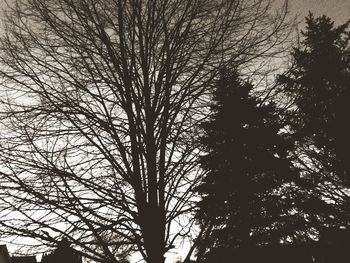 Low angle view of trees against sky