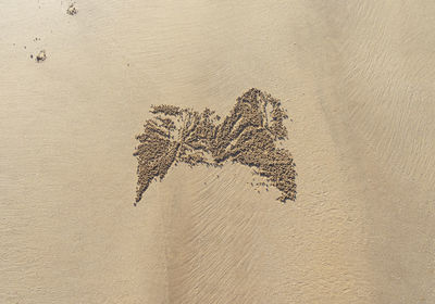 High angle view of painting on beach