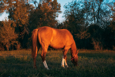 Horse in grassland during sunset