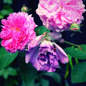 Close-up of pink flowers blooming outdoors