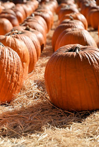 Close-up of pumpkin on hay