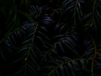 Close-up of green leaves