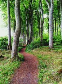 Trees on footpath