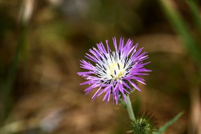 Close-up of purple flower