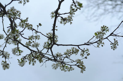 Low angle view of tree against clear sky