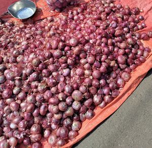 High angle view of onions